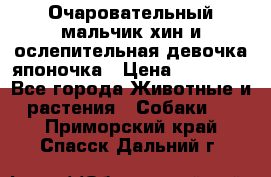 Очаровательный мальчик хин и ослепительная девочка японочка › Цена ­ 16 000 - Все города Животные и растения » Собаки   . Приморский край,Спасск-Дальний г.